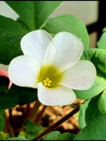 白花酢浆草?白花酢浆草图片!