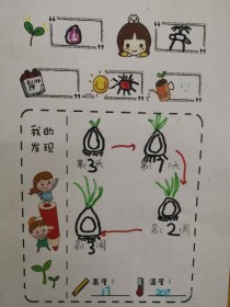 蒜苗1一7天的成长记录图?蒜苗1一7天的成长记录图简笔画!