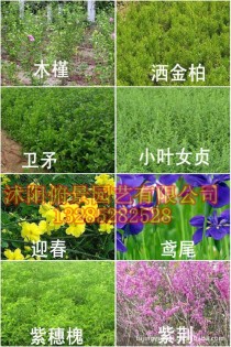 小区绿化花卉品种?小区绿化花卉品种名称有哪些!