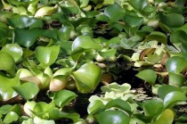 水葫芦是什么植物?水葫芦是什么植物裸子还是被子!