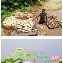 浅水莲藕苗?浅水莲藕苗价格!