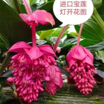 宝莲灯花卉病虫?宝莲灯花卉病虫害防治!