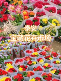 泰安花卉哪里便宜?泰安花卉哪里便宜又好看!