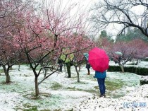 南宁花卉公园下雪?南宁花卉公园下雪了吗!