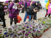 常州迎宾大道花卉?常州迎宾大道花卉批发市场!