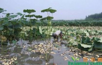 浅水莲藕种植?浅水莲藕种植技术视频!