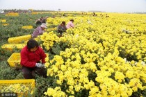 焦作花卉种植基地?焦作花卉基地在哪里!