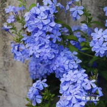 蓝色藤本花卉?蓝色藤本花卉有哪些!