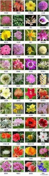 世界花卉花名大全?世界花卉花名大全图片!