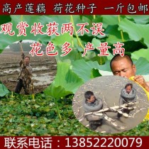 莲藕种子?莲藕种子怎么种植方法视频!