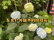 东北室外过冬花卉?东北室外过冬花卉有哪些!