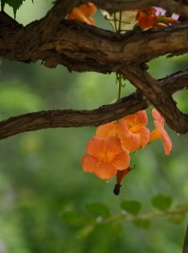 夏天的花有哪些?夏天的花有哪些花开!