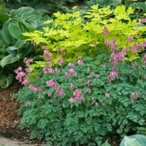 适合北方院子花卉?适合北方院子花卉有哪些!