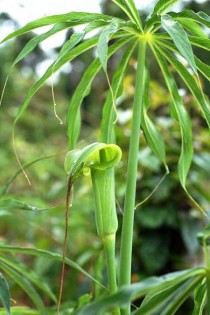 天南星图片?天南星图片植物图片!