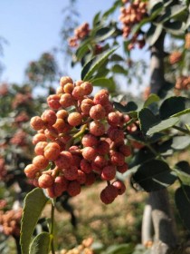 花椒树?花椒树图片!