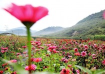 辽阳下王花卉?辽阳种花基地!