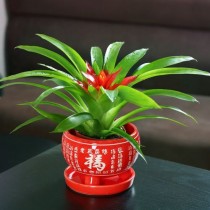 花卉算什么植物?花卉算什么植物类型!