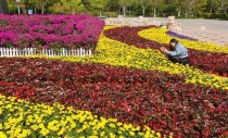 花卉栽植使城市?花卉栽植使城市更美好!