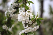 樱桃花?樱桃花图片!