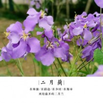 2月开什么花?2月开什么花?!