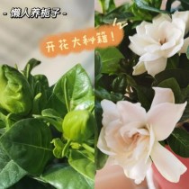 花卉栀子怎么养?花卉栀子怎么养护!