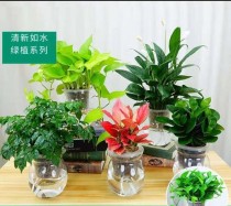 水培绿植花卉?水培绿植花卉四季好养!