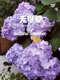 什么花在夏天开?什么花在夏天开放!