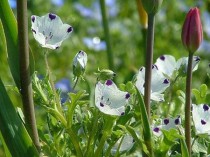 粉蝶花?粉蝶花的花语是什么!