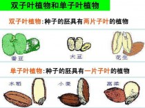 种子植物?种子植物包括哪两大类!