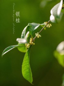 银桂?银桂花树图片!