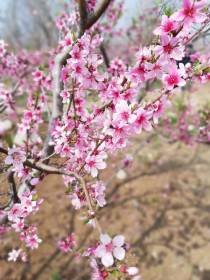 桃花开了?桃花开了什么意思!