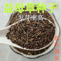 益母草种子?益母草种子的功效与作用!