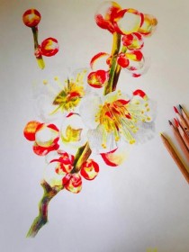 花卉素描彩铅?花卉素描彩铅图片!