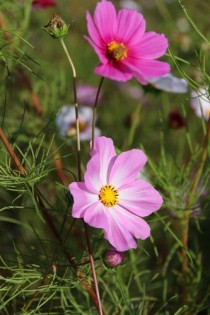 格桑花?格桑花图片!