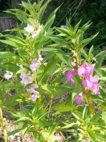 指甲花?指甲花图片!