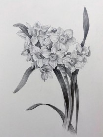 结构素描花卉?结构素描花卉图片!