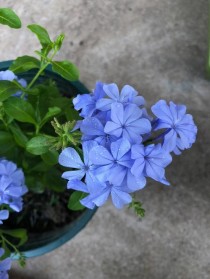 立秋花卉蓝雪花?秋季蓝雪花!