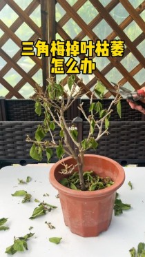 花卉黄叶怎么补救?花卉黄叶怎么补救视频!