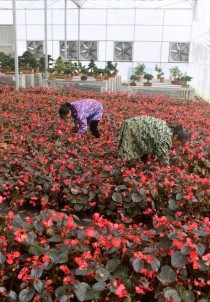 宜昌花卉苗木?宜昌花卉苗木基地!