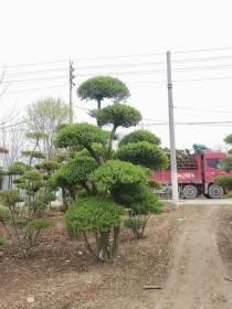 小叶女贞?小叶女贞造型树图片!