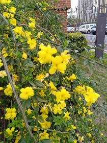 迎春花几月开?迎春花几月开花!