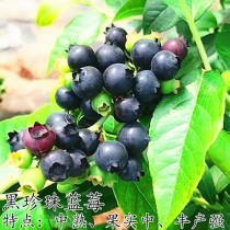 黑珍珠蓝莓?黑珍珠蓝莓品种介绍!