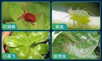 常见花卉害虫图?常见花卉害虫图片!