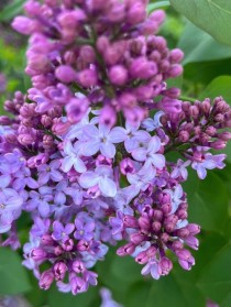 丁香花的样子图片?紫色丁香花的样子图片!