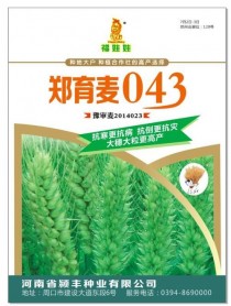 郑育?郑育11小麦品种!