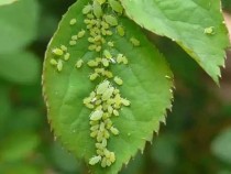 家里花卉生蚜虫?家里花卉生蚜虫了!