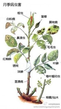 花卉病害图谱大全?花卉病害图谱大全图片!