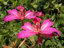 香港的市花是什么?香港的市花是什么花啊!