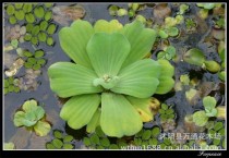 水芙蓉草本花卉?水芙蓉草本花卉图片大全!