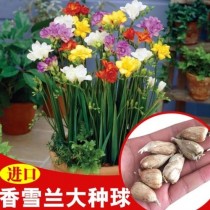 球跟花卉定义?球跟花卉定义一样吗!